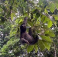 A sloth in a tree