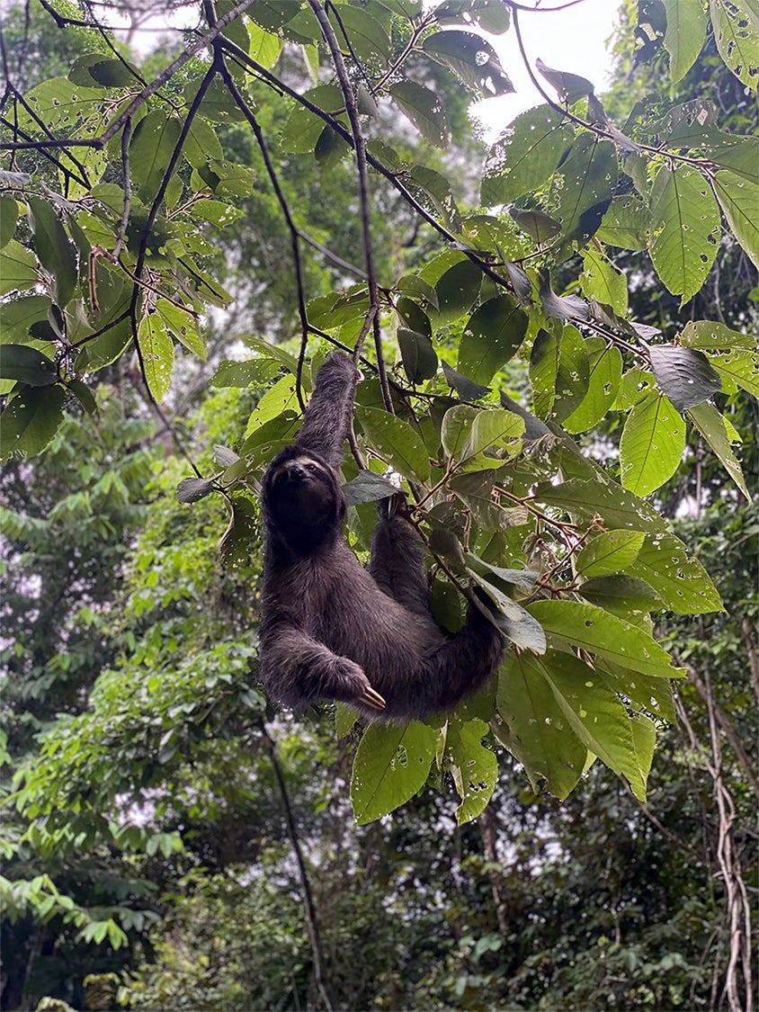 Sloth in a tree