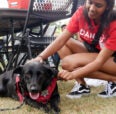 Student petting therapy dog