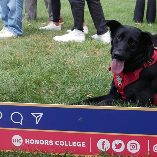 Picture of a dog in an Honors College social media frame